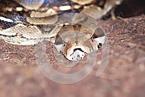 Boa constrictor