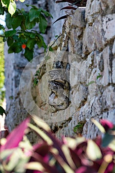 Boa Constrictor Eating Iguana in Mayan Ruins in Tulum