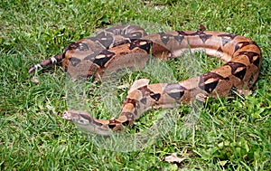 Boa Constrictor On Grass