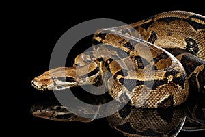 Boa constrictor imperator color, on isolated black background