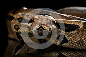 Boa constrictor imperator color, on isolated black background