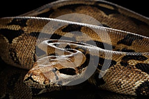 Boa constrictor imperator color, on isolated black background photo