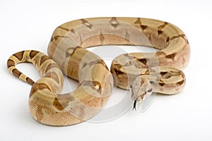 Boa Constrictor isolated on white background