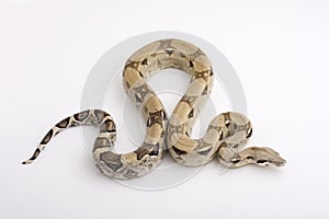 Boa Constrictor isolated on white background