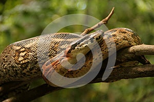 Boa Constrictor photo