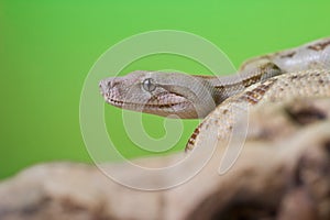 Boa constrictor reptile snake close up macro portrait