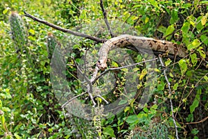 Boa constrictor sleeping on a tree branch in the countryside of Oeiras, Piaui