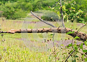 Boa constrictor sleeping on a tree branch in the countryside of Oeiras, Piaui