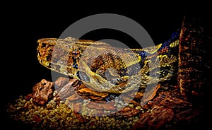 Boa constrictor snake