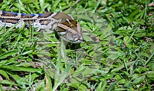 Boa constrictor snake