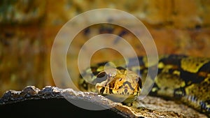 Boa Constrictor snake