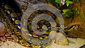 Boa Constrictor snake