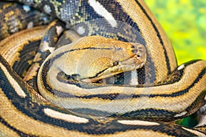 Boa Constrictor Snake curled up resting