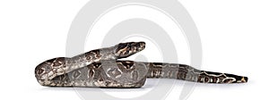 Boa Constrictor snake on white