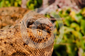 The boa constrictor (Boa constrictor), also called the red-tailed boa or the common boa