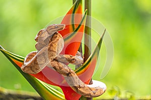 Boa Corallus annulatus. Parque Nacional Volcan Arenal.