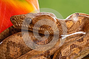 Boa Corallus annulatus. Parque Nacional Volcan Arenal.