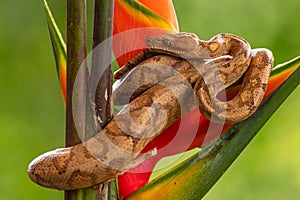 Boa Corallus annulatus. Parque Nacional Volcan Arenal