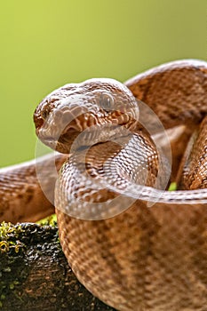 Boa Corallus annulatus. Parque Nacional Volcan Arenal