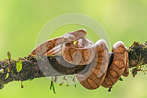 Boa Corallus annulatus. Parque Nacional Volcan Arenal