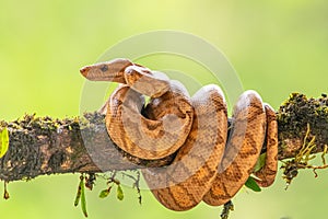 Boa Corallus annulatus. Parque Nacional Volcan Arenal