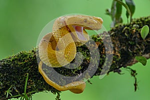 Boa Corallus annulatus. Parque Nacional Volcan Arenal photo