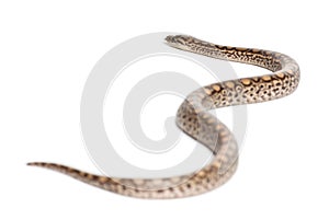 Boa, Epicrates maurus