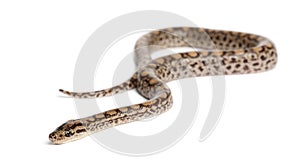 Boa, Epicrates maurus