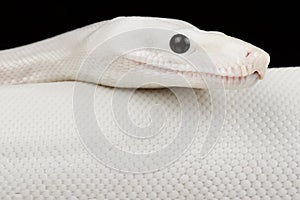 Boa imperator `Leucistic` Boa imperator