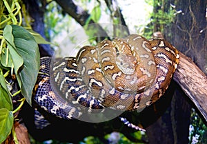 Boa python snake vertebrate scaly tropics photo