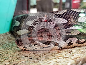 Boa snake head  close up details