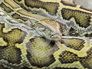 Boa snake head  close up details