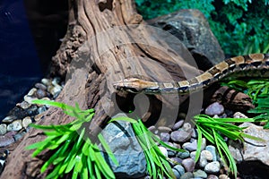 Boa snake inside a zoo as a pet, snake concept