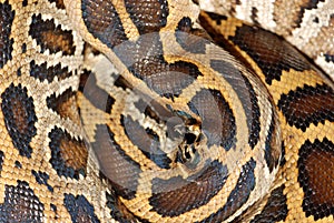 Boa snake pattern
