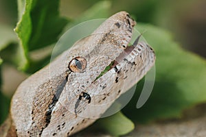 Boa snake preditor hissalot