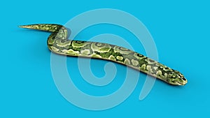 Boa Snake Slithers Blue Screen 3D Rendering Animation