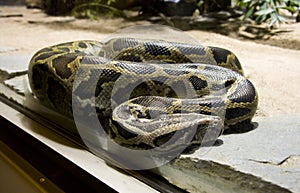 Boa snake vertebrate scales the tropics viviparous photo