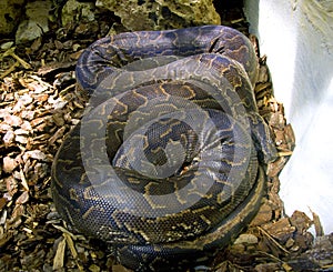 Boa snake vertebrate scales the tropics viviparous photo