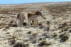 Boa Vista Buddies: Donkeys in the Desert