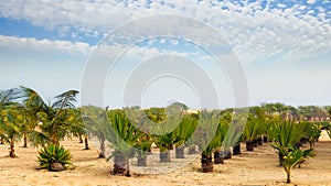 Boa Vista Cape Verde - Palm Trees in Desert Landscape photo