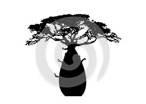 Boab or Baobab Tree Vector isolated, tree black silhouette icon