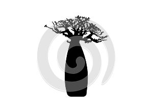 Boab or Baobab Tree Vector isolated, tree black silhouette icon