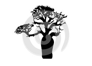 Boab or Baobab Tree Vector isolated, tree silhouette icon
