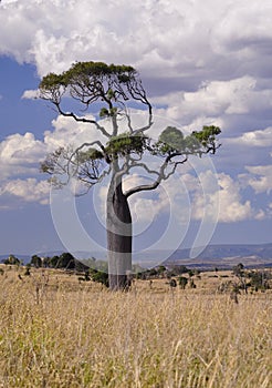 Boab tree