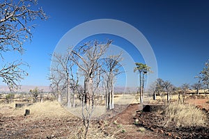 Boab Tree Adansonia gregorii on Telegraph Hill Outback Western Australia