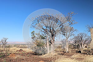 Boab Tree Adansonia gregorii on Telegraph Hill Outback Western Australia