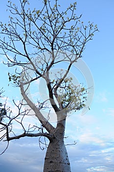 Boab tree