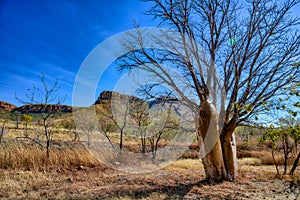 Boab tree by the Cockburn Ranges