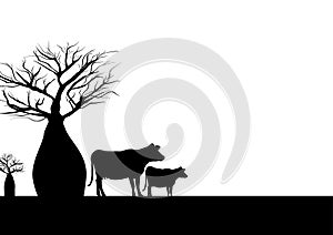 Boab tree and cows