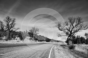 Boab tree crossing into Northern Territory black and white. Road